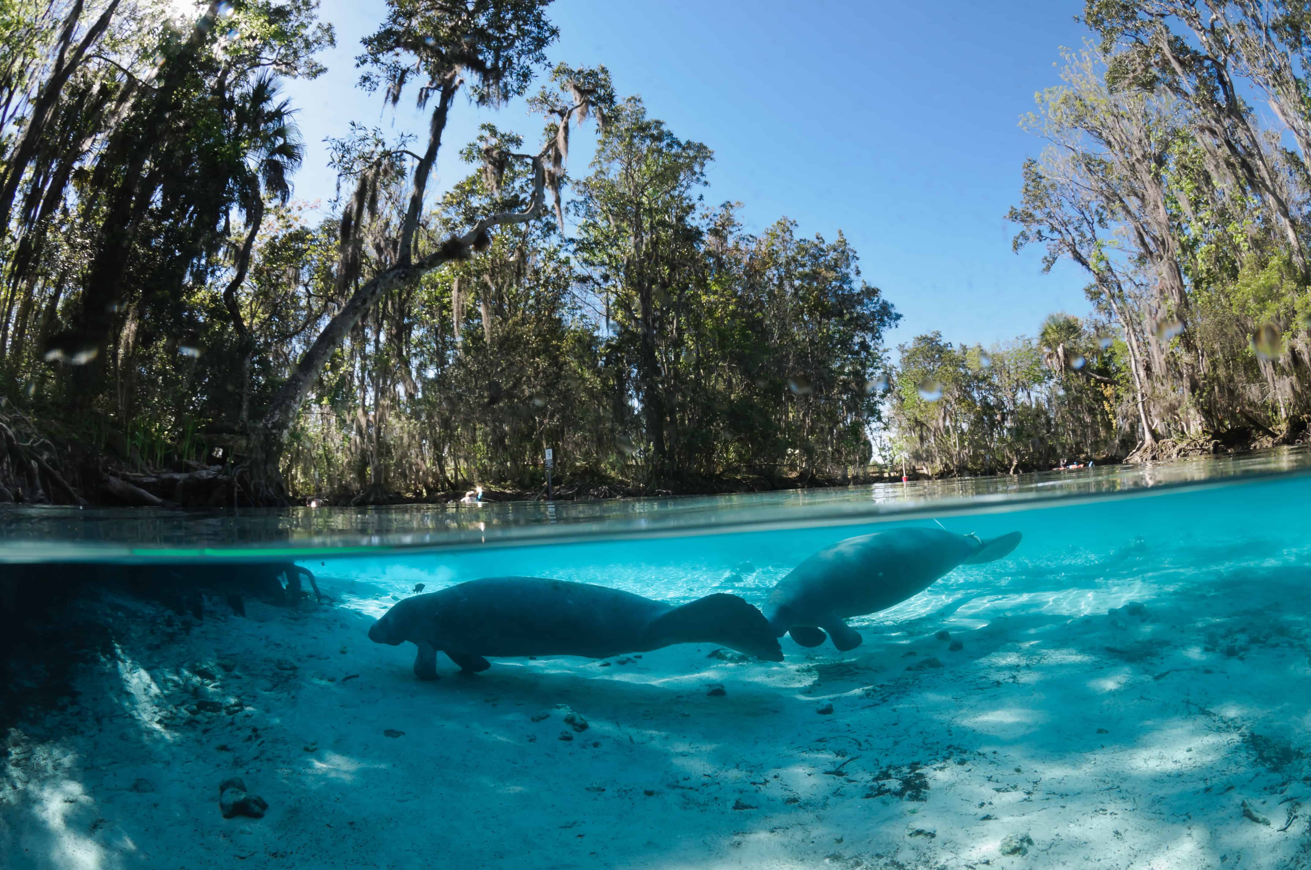 Manatees up close in Citrus County Fl