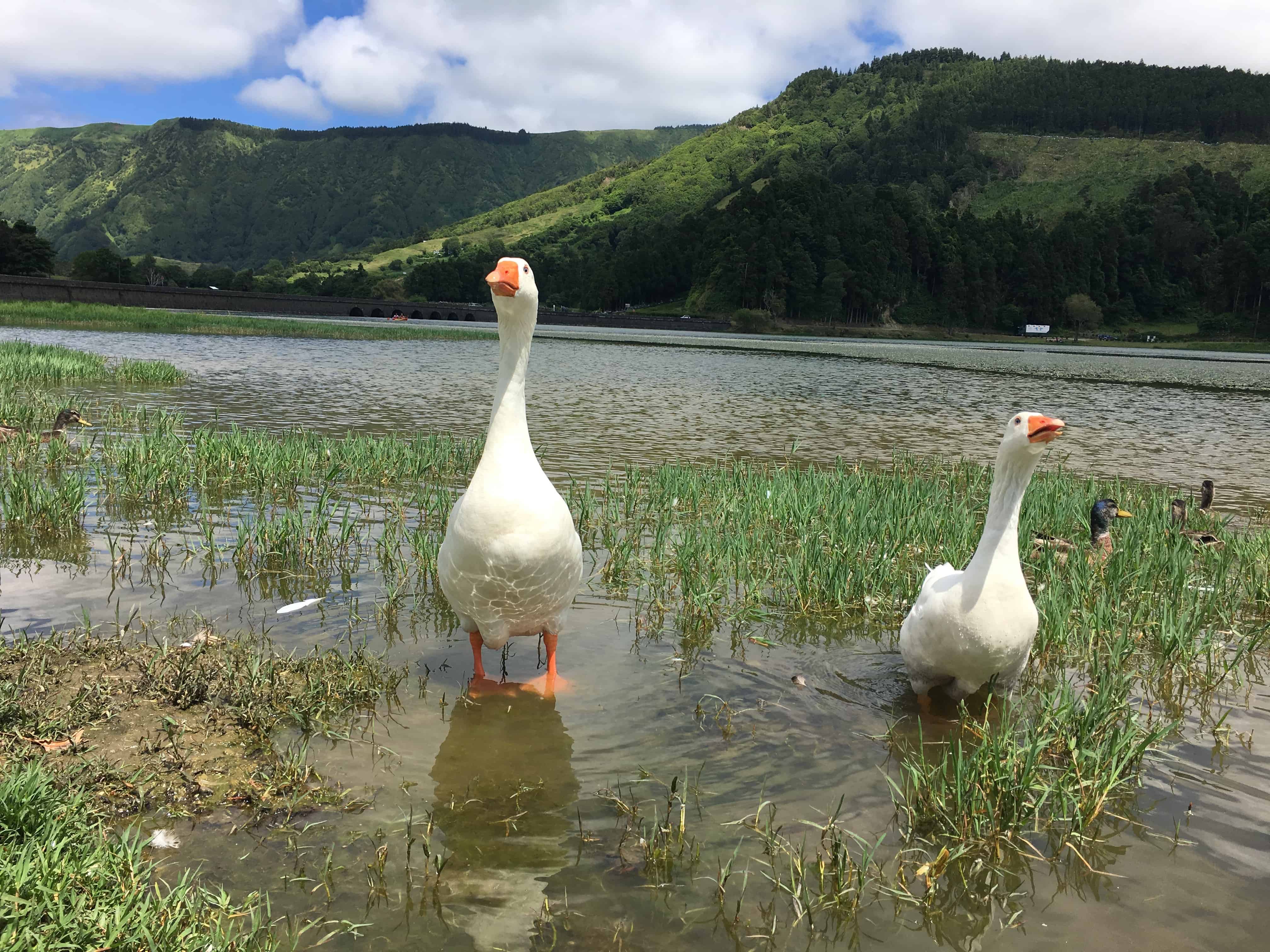 Geese on Lagoa das Sete Cidades, Sao Miguel, Azores