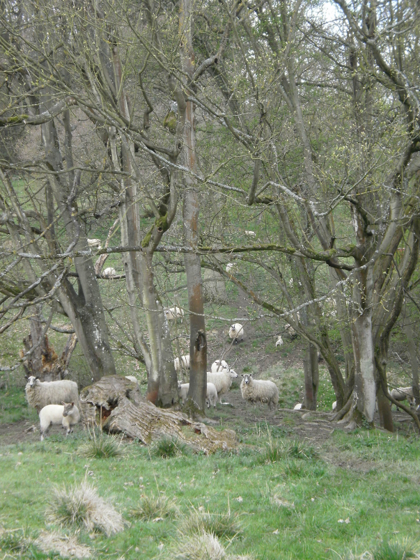 Sheep on Kiftsgate Hill