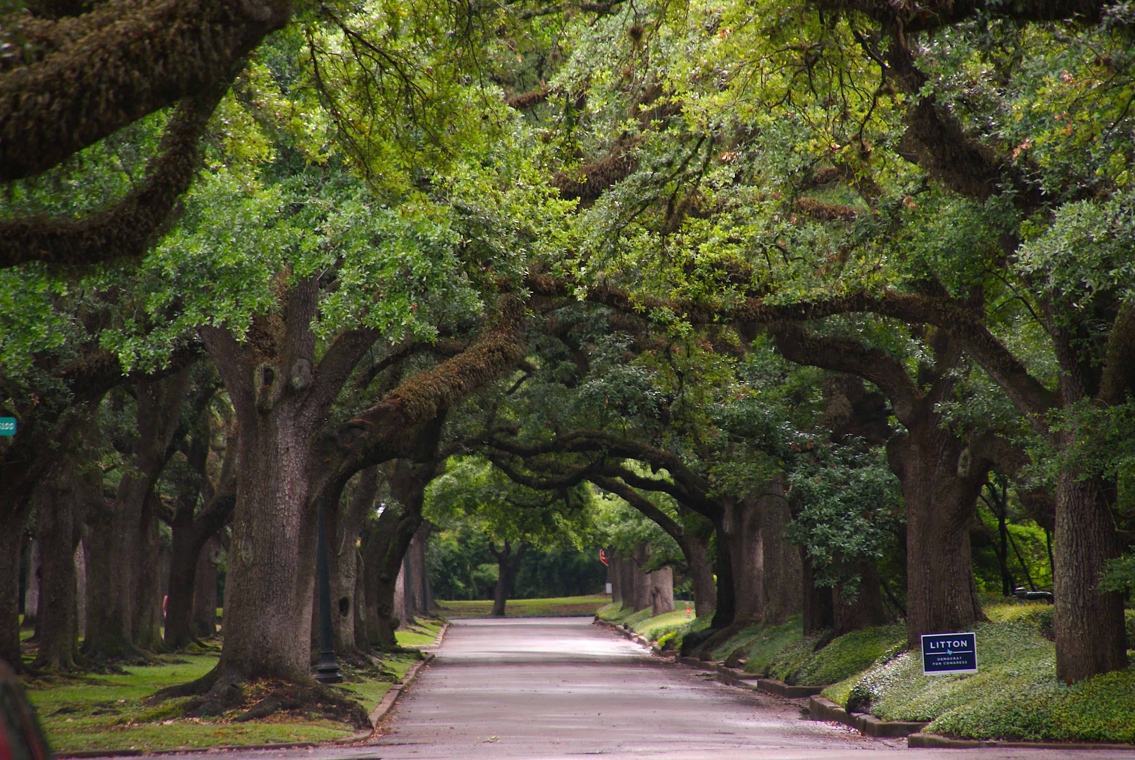 Houston Tree-Lined Street