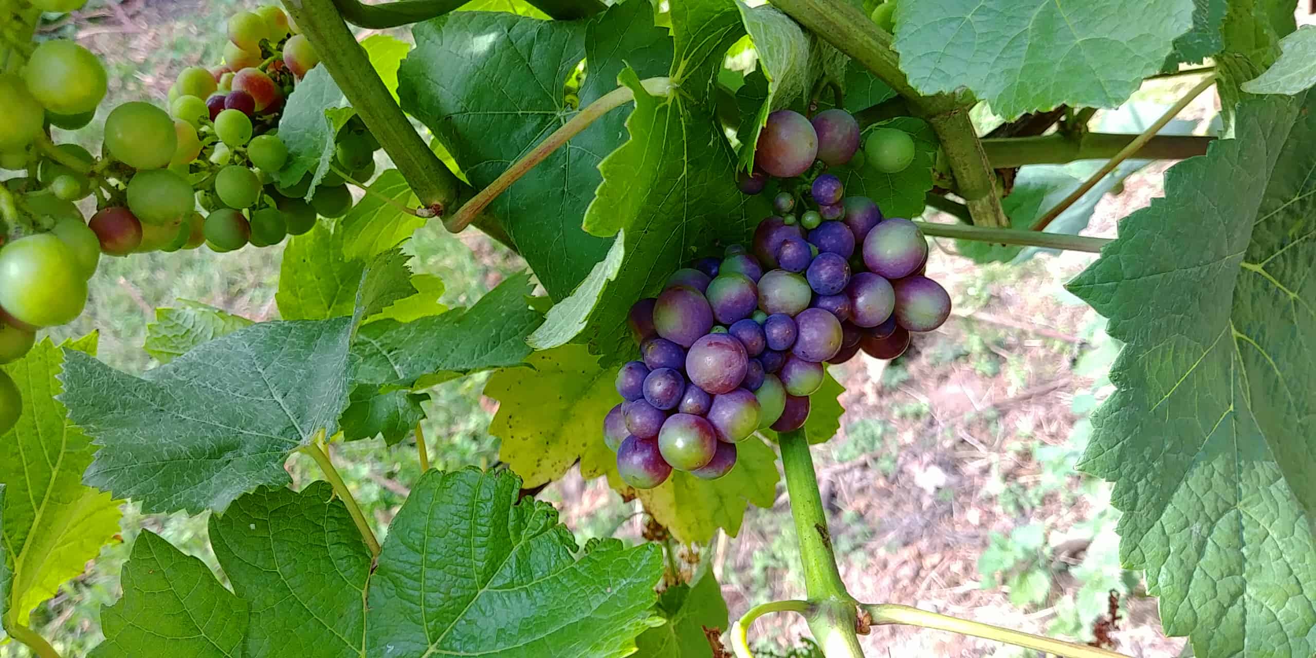 Rondo grapes in August at Wythall Vineyards, Ross-on-Wye England