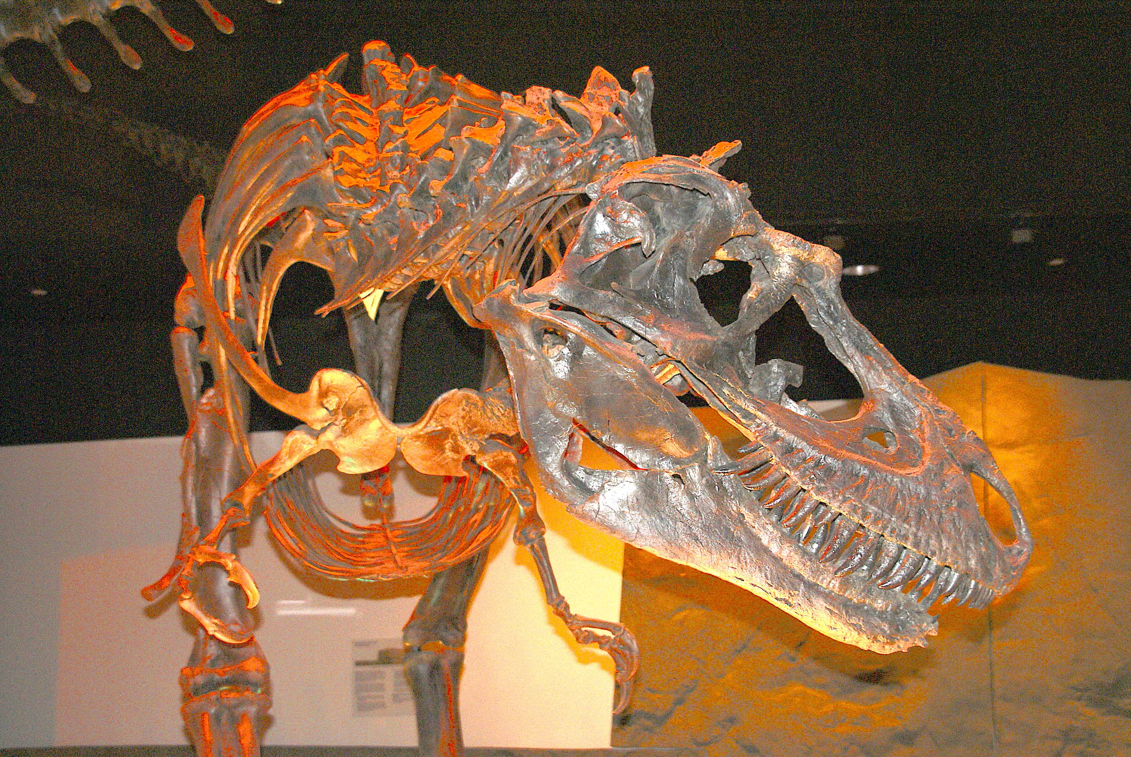 Dinosaur Museum of NS Houston