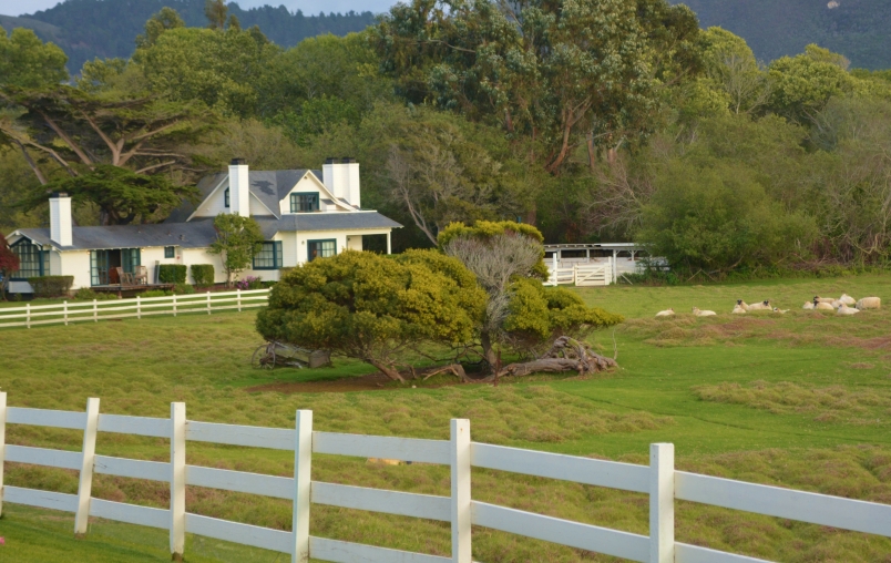 Meadowview Fourplex with Grazing Sheep Mission Ranch