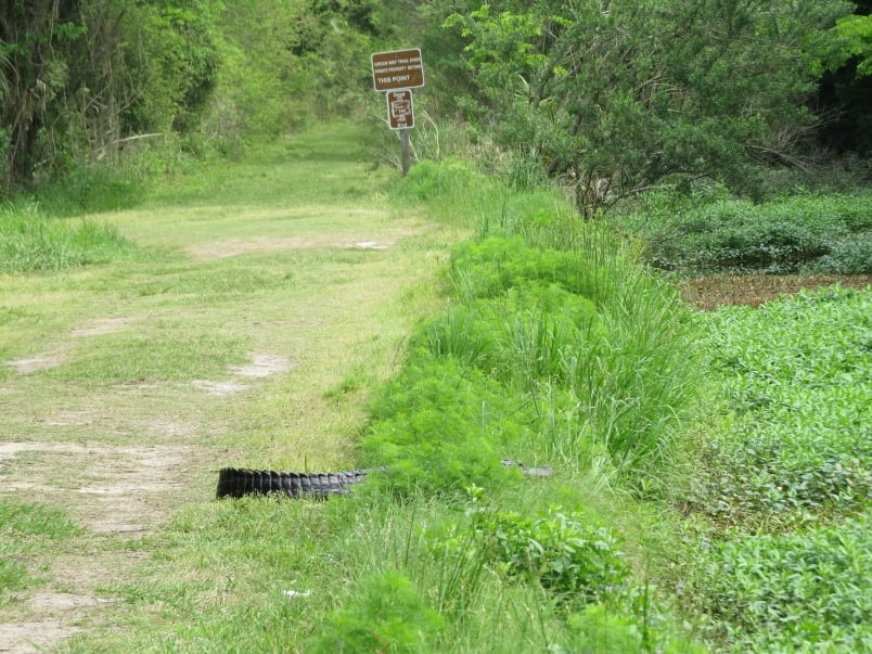 An alligator extends out onto the trail at Egans Creek Greenway