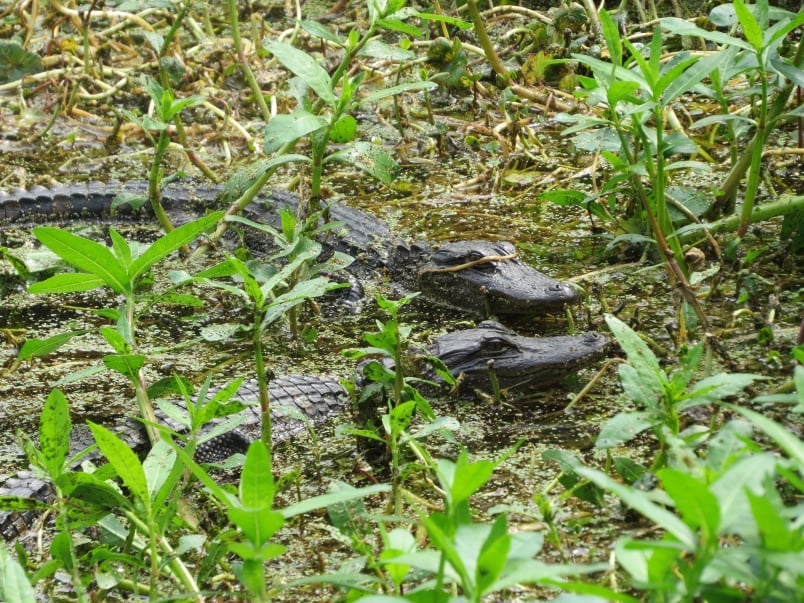 Juvenile alligators play together at Egans Creek Greenway