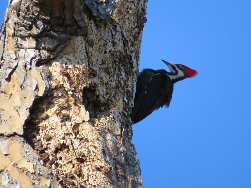 Pileated woodpecker at Egans Creek Greenway
