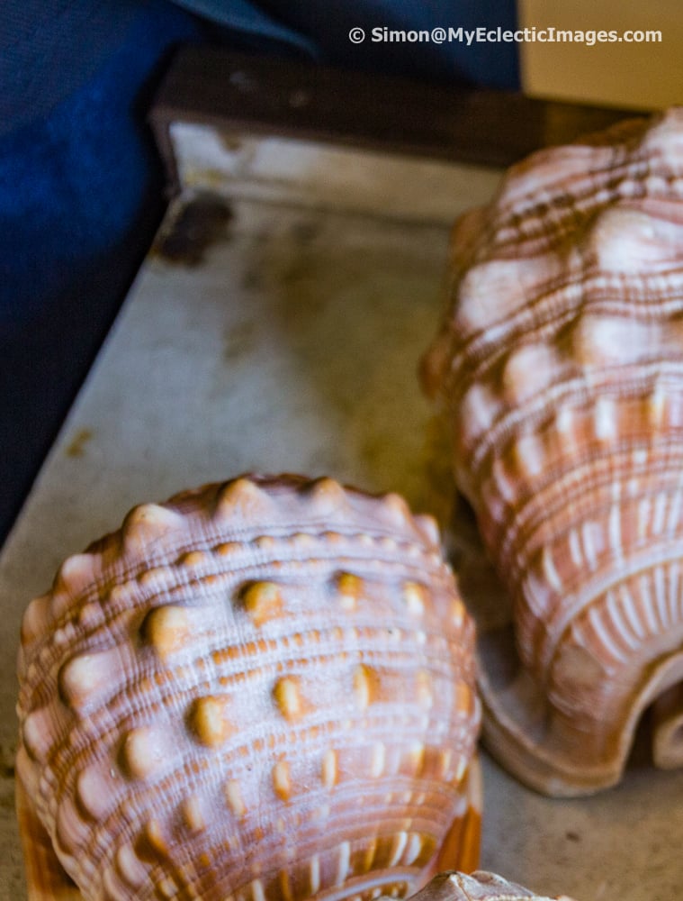 Typical shells used as a starting point for creating cameos