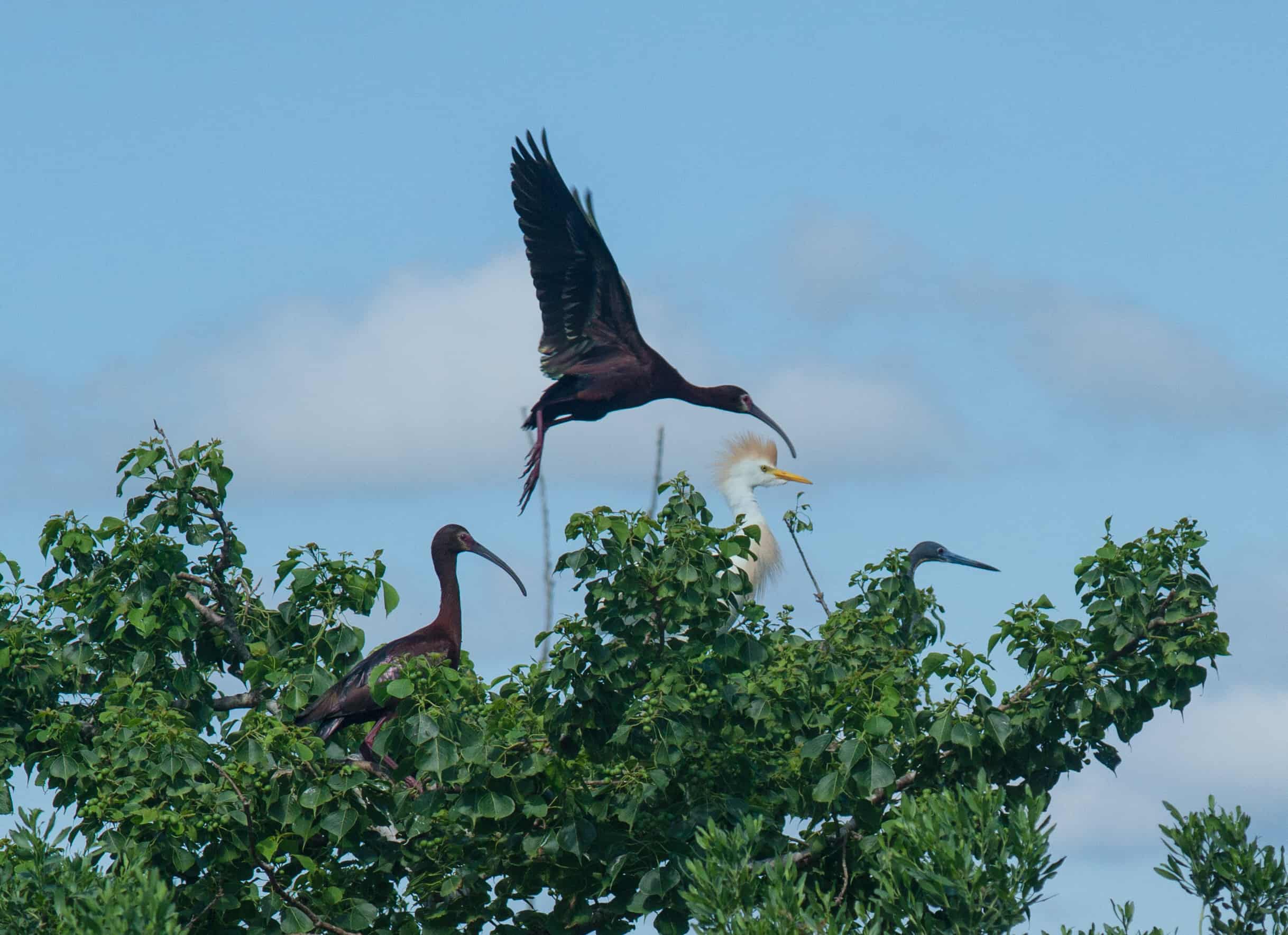 Two White Faced Ibis, Cattle Egret, Tricolored Heron