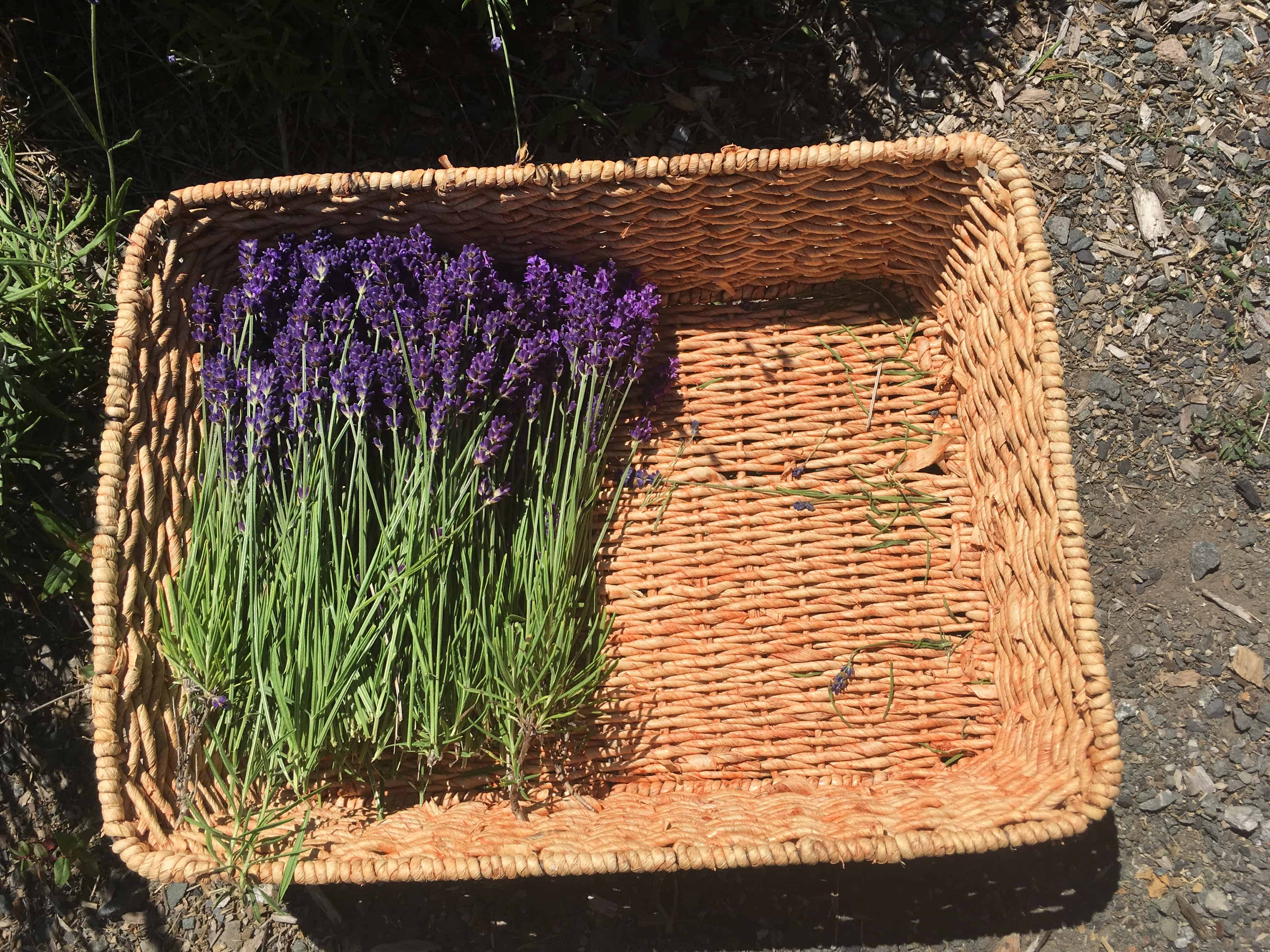 Fresh cut Lavender from Whispers of Nature Herb Garden