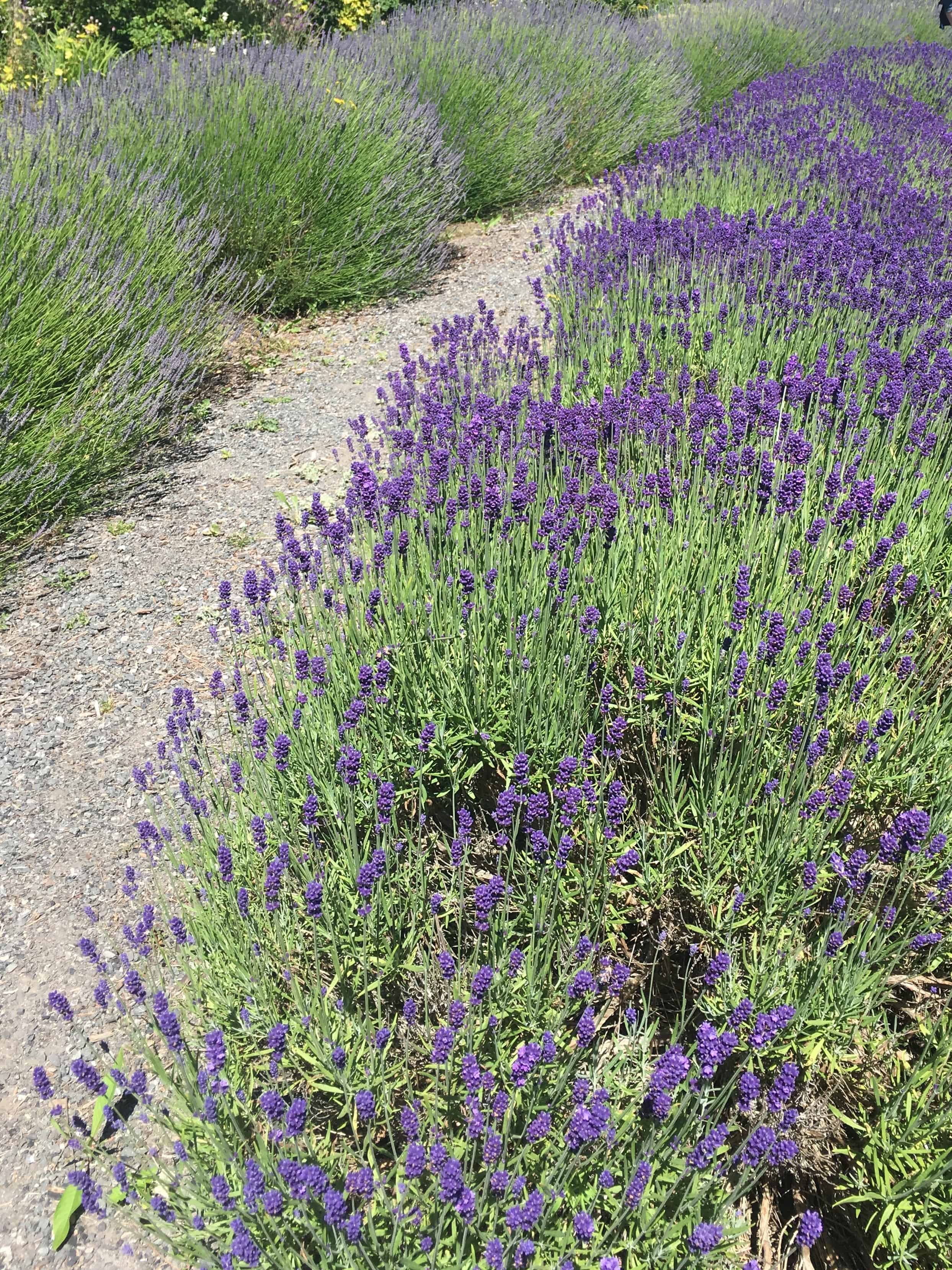 Lavender path at Whispers of Nature