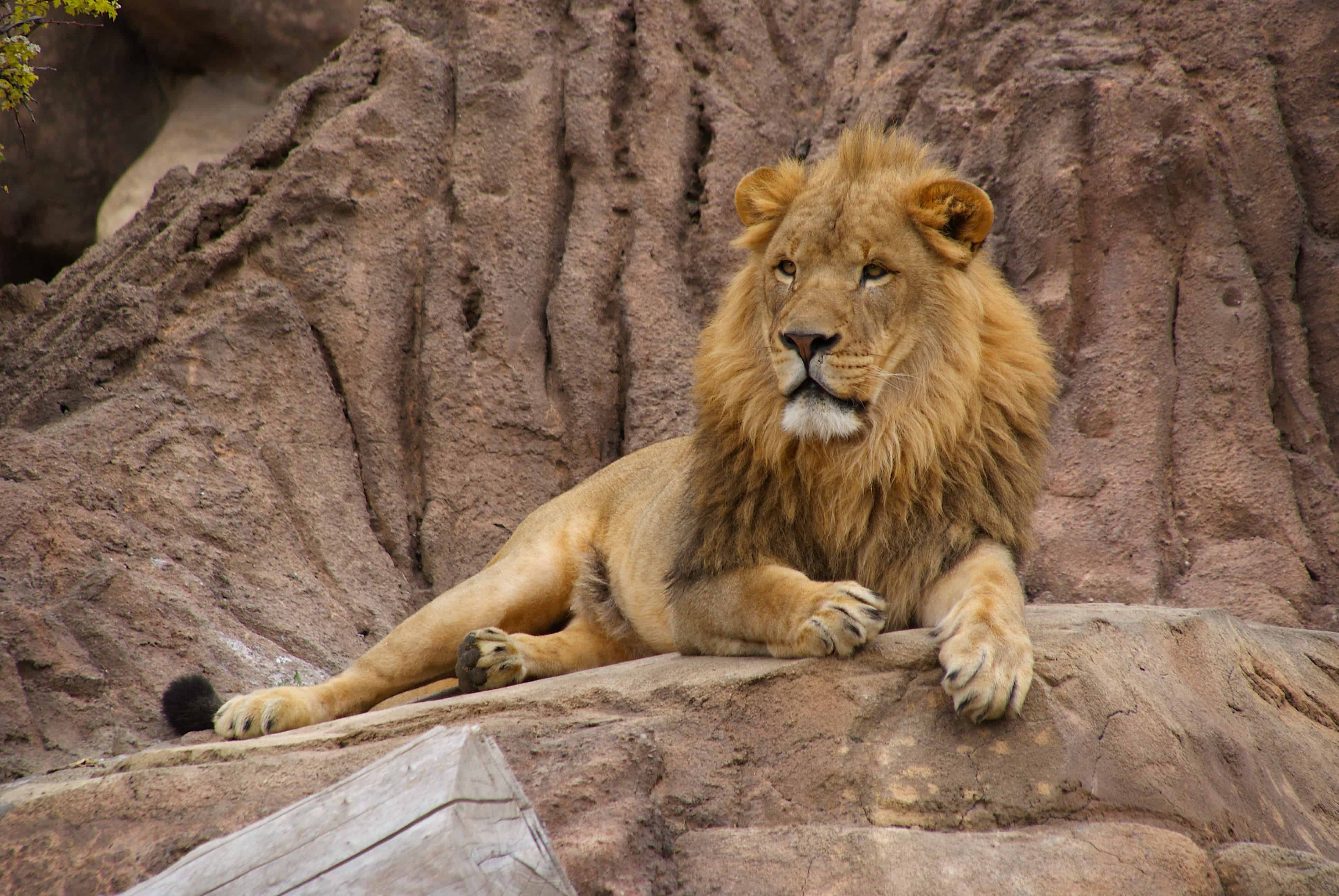 Lion at Denver Zoo