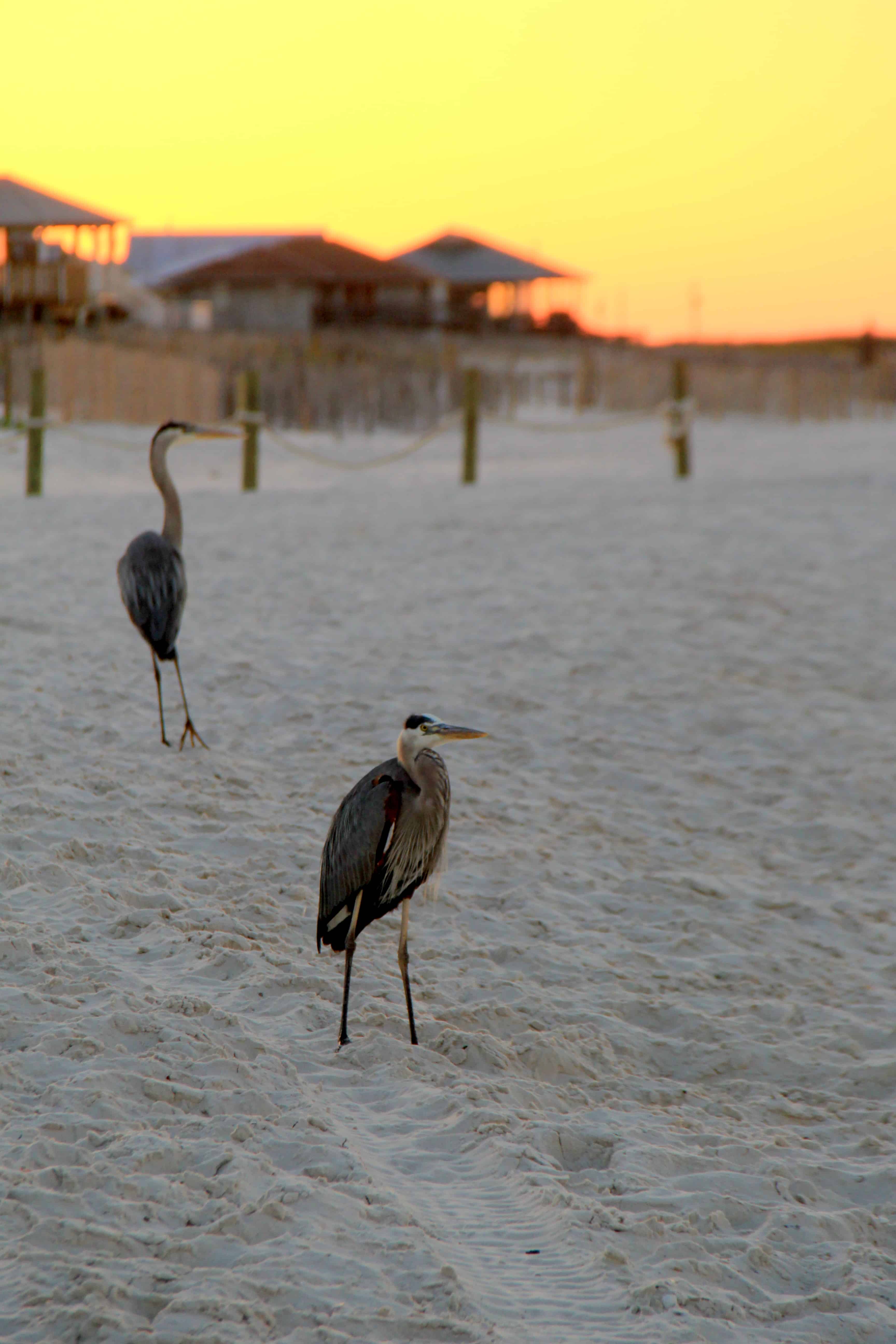 Large Birds on the Beach at Sunrise Beach Club Resort and Spa