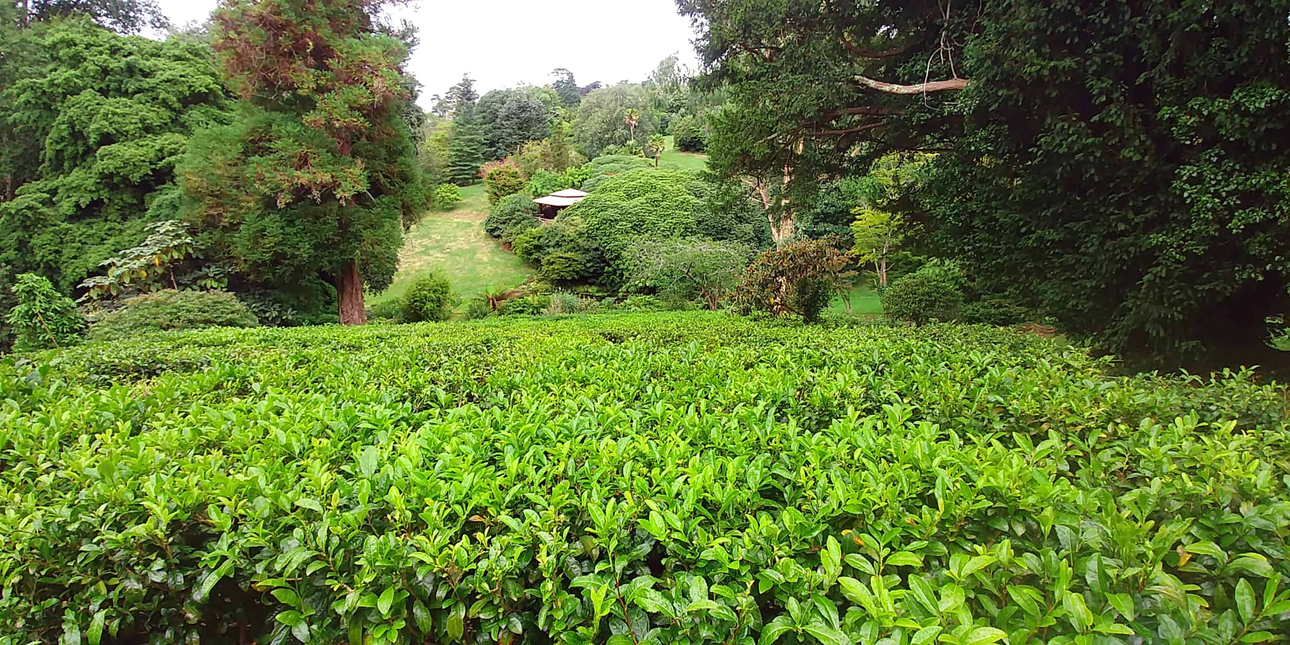 Tregothnan Estate English Tea Plantation
